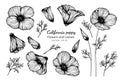 Collection set of california poppy flower and leaves drawing illustration