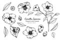 Collection set of camellia japonica flower and leaves drawing illustration