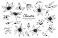 Collection set of clematis flower and leaves drawing illustration