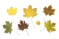 Collection set of colorful autumn fallen leaves isolated on white background. Royalty Free Stock Photo