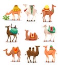 Camel Icons Set . Raster illustration in flat cartoon style