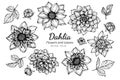 Collection set of dahlia flower and leaves drawing illustration