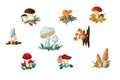 Set of mushrooms and toadstools vector illustration in flat cartoon style Royalty Free Stock Photo