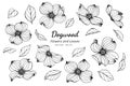 Collection set of dogwood flower and leaves drawing illustration