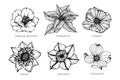 Collection set of flower drawing illustration Royalty Free Stock Photo