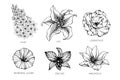 Collection set of flower drawing illustration Royalty Free Stock Photo