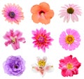 Collection set of Flower heads Royalty Free Stock Photo