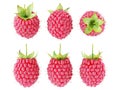 Collection set of fresh ripe raspberries isolated on white background. Royalty Free Stock Photo