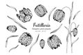 Collection set of fritillaria flower and leaves drawing illustration