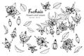 Collection set of fuchsia flower and leaves drawing illustration