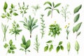 Collection set graphic sage health drawing background art oregano white illustration element