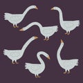 Collection set of hand drawn white geese in various poses