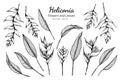 Collection set of heliconia flower and leaves drawing illustration