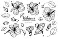 Collection set of hibiscus flower and leaves drawing illustration