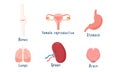 Set of human organs bones, lungs, brain, female reproductive system, spleen, stomach. Vector illustration in flat