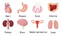 Set of human organs heart, kidney, lungs, brain, female reproductive system, intestine, tooth, stomach. Vector