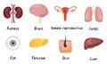 Set of human organs kidneys, brain, female reproductive system, lungs, eye, pancreas, skin, liver. Vector illustration Royalty Free Stock Photo