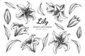 Collection set of lily flower and leaves drawing illustration