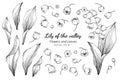 Collection set of lily of the valley flower and leaves drawing illustration Royalty Free Stock Photo