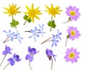 Collection set with little spring flower Caltha, Scilla, viola,