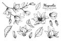 Collection set of magnolia flower and leaves drawing illustration