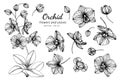 Collection set of orchid flower and leaves drawing illustration