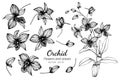 Collection set of orchid flower and leaves drawing illustration