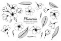 Collection set of plumeria flower and leaves drawing illustration