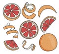 Collection set of red grapefruit pomelo and citrus fruits zest twist. Doodle cartoon style vector illustration. For menu Royalty Free Stock Photo