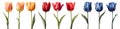 Collection set of red orangey pink blue stalk of tulip tulips flower floral with leaves on transparent cutout, PNG Royalty Free Stock Photo