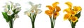 Collection set stalk bouquet bunch of yellow white calla lily lilies flower floral plant with leaf leaves on transparent, PNG Royalty Free Stock Photo