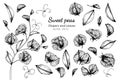 Collection set of sweet pea flower and leaves drawing illustration Royalty Free Stock Photo