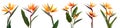 Collection set tall stalk bunch of crane Strelitzia Reginae bird of paradise flower floral on transparent, PNG Royalty Free Stock Photo