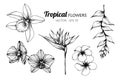 Collection set of Tropical flower drawing illustration