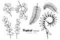Collection set of Tropical leaves drawing illustration