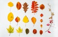 Collection set of various autumn leaves isolated on white background. Royalty Free Stock Photo