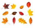 Collection set of various autumn leaves isolated on white background. Colorful autumn foliage Royalty Free Stock Photo