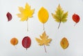 Collection set of various autumn leaves isolated on white background. Royalty Free Stock Photo