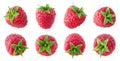 Collection or set of various fresh ripe raspberries on white background Royalty Free Stock Photo