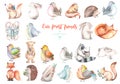 Collection, Set Of Watercolor Cute Forest Animals Illustrations