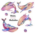 Collection, Set Of Watercolor Whales Illustration
