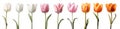 Collection set of white cream pink orange stalk of tulip tulips flower floral with leaves on transparent background cutout, PNG Royalty Free Stock Photo