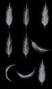 Collection set of white soft feathers transparent isolated each element on black background Royalty Free Stock Photo