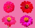 Collection set of zinnia flowers