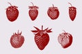 Collection of seven different garden strawberry varieties Royalty Free Stock Photo