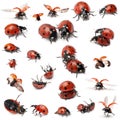 Collection of Seven-spot ladybirds Royalty Free Stock Photo