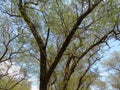 A collection of shady trees in an adjacent forest garden and sparse leaves.