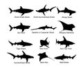 Collection of shark set silhouette isolated on white. Great white, bull shark, devil ray, hammerhead, stingray, manta ray, reef.