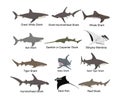 Collection of shark set vector isolated on white. Great white, bull shark, devil ray, hammerhead, stingray, manta ray, reef.