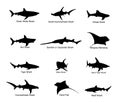 Collection of shark set vector silhouette illustration isolated.